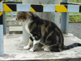 ねこ