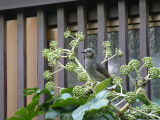 ひよどり